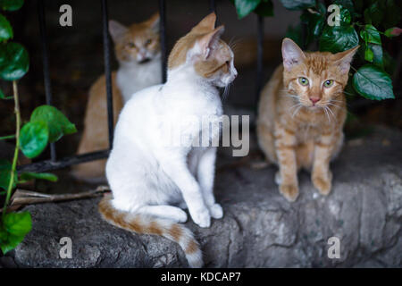 Group of feral street kittens, kitten portrait - Israel Stock Photo