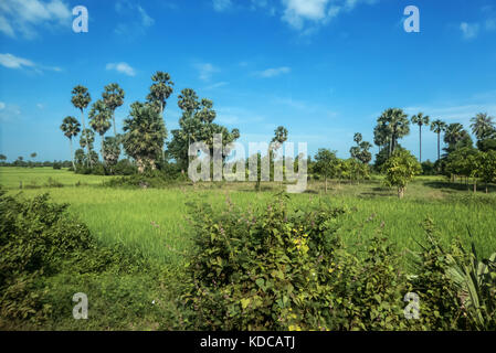 Rice paddy fields, Somroang Yea, Puok, Siem Reap, Cambodia Stock Photo