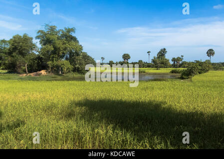 Rice paddy fields, Somroang Yea, Puok, Siem Reap, Cambodia Stock Photo