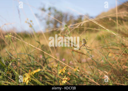 Environmental portrait of a Wasp Spider hanging in a web camouflaged against the grasses and flowers of a meadow at sunrise in England, Stock Photo