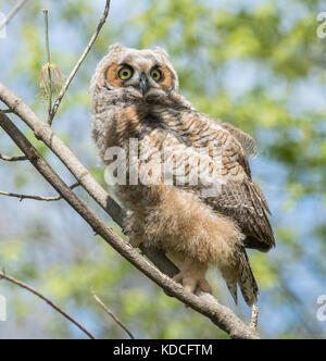 Great Horned Owl Stock Photo