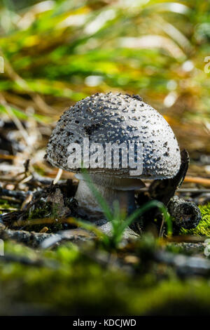 Vertical photo of nice non-edible mushroom. The grey toadstool with spotted cap and stem grows in forest from soil, green grass and moss. Few dry need Stock Photo