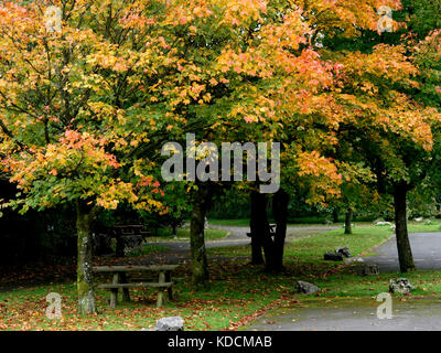 Autumn trees with a picnic bench at the Grin Low and Buxton Country Park, Buxton, The Peak District, Derbyshire, UK Stock Photo