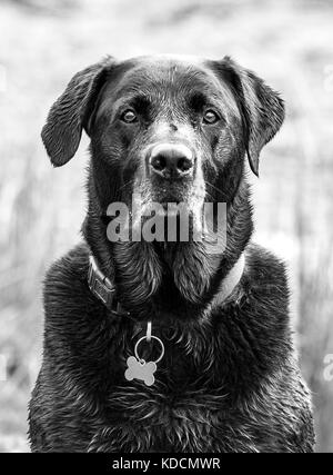Portrait of labrador Stock Photo