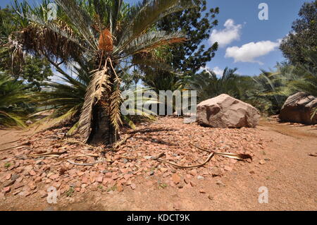 World Cycad garden, Anderson Park Botanical Gardens, Townsville, Queensland, Australia Stock Photo