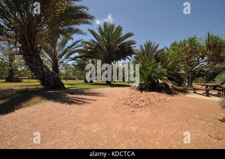 World Cycad garden, Anderson Park Botanical Gardens, Townsville, Queensland, Australia Stock Photo