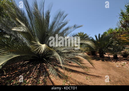 World Cycad garden, Anderson Park Botanical Gardens, Townsville, Queensland, Australia Stock Photo