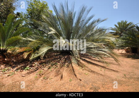 World Cycad garden, Anderson Park Botanical Gardens, Townsville, Queensland, Australia Stock Photo