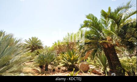 World Cycad garden, Anderson Park Botanical Gardens, Townsville, Queensland, Australia Stock Photo