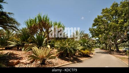 World Cycad garden, Anderson Park Botanical Gardens, Townsville, Queensland, Australia Stock Photo