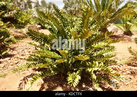 World Cycad garden, Anderson Park Botanical Gardens, Townsville, Queensland, Australia Stock Photo