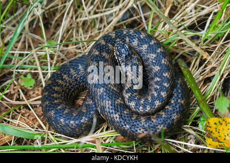 Common European adder / common European viper (Vipera berus) curled up female showing dorsal pattern Stock Photo