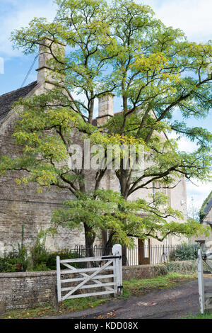 Fraxinus excelsior. Ash tree in autumn in the cotswold village of Sherborne, Cotswolds, Gloucestershire, UK Stock Photo