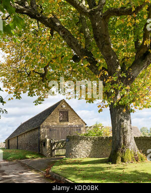 Horse chestnut tree and barn in the cotswold village Coln St Dennis in autumn, Cotswolds, Gloucestershire, England Stock Photo