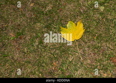 A simple yellow leaf laying on the ground on its own, perfectly symmetrical . Stock Photo