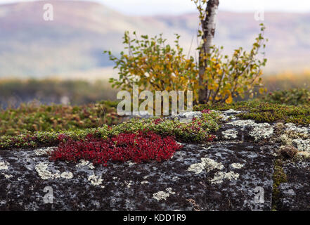 Alpine bearberry, mountain bearberry on a cliff this side a lake. Mountain in the background, autumn. Stock Photo