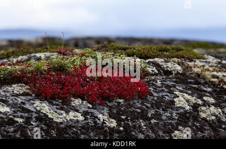 Alpine bearberry, mountain bearberry on a cliff, rock. Stock Photo