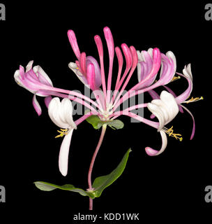 Cluster of beautiful deep pink and white perfumed flowers of climbing plant, honeysuckle, Lonicera x heckrottii 'Firecracker', on black background Stock Photo