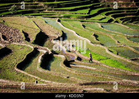 Tribal women walks across the famous rice terraces of Yuanyang in Yunnan. Beginning of the growing season when rice paddy crops are being prepared Stock Photo