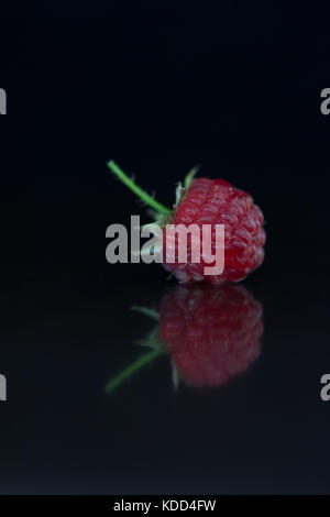 Close up of a raspberry with stem resting on a black surface. The reflection is visible. Stock Photo