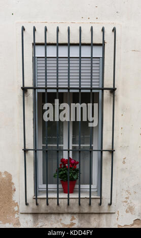 A window with metal bars and a potted geranium plant on the sill. The window has shades and curtains. The stucco wall has peeling paint. Stock Photo