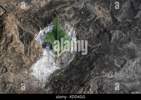 Artful image of green leaf atop textured stone Stock Photo