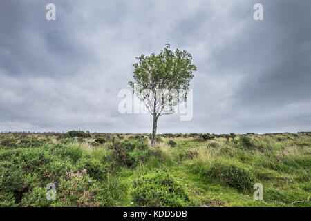 Landscape images of Moorland in Dartmoor, Devon, United Kingdom Stock Photo