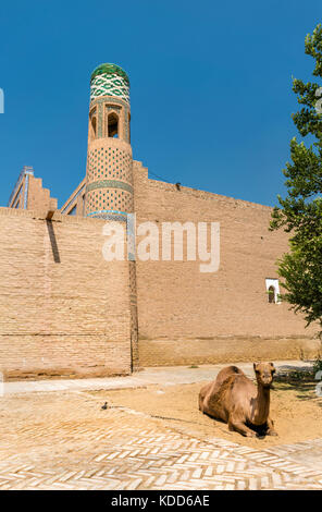 Camel at Mohammed Rahim Khan Medresa at Itchan Kala, the old town of Khiva. Uzbekistan Stock Photo