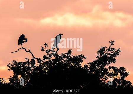 Pair of grey herons (Ardea cinerea) silhouetted preening and sitting in tree. Large birds in the family Ardeidae at dusk on top of oak tree Stock Photo