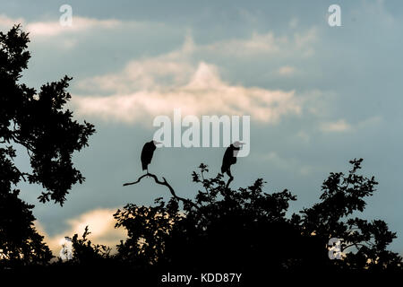 Pair of grey herons (Ardea cinerea) silhouetted sitting on tree. Large birds in the family Ardeidae at dusk on top of oak tree Stock Photo