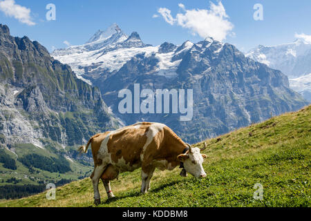 Cow grazing on First Mountain, Grindelwald, with view towards Schreckhorn, Switzerland Stock Photo