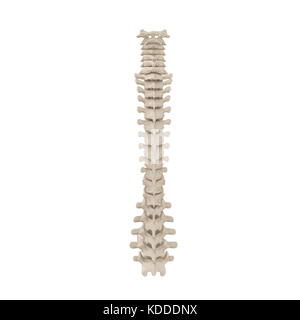 Human Spinal Cord on white. 3D illustration Stock Photo