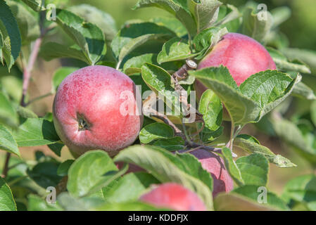 Red apples on apple tree branch in late summer Stock Photo
