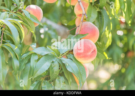 Ripe peaches on tree in orchard Stock Photo