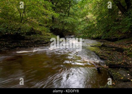 River Gelt flowing through Gelt Woods in Cumbria Stock Photo