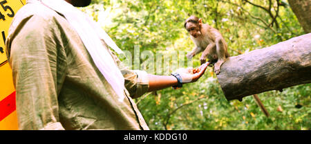 Young man feeding a small monkey Stock Photo