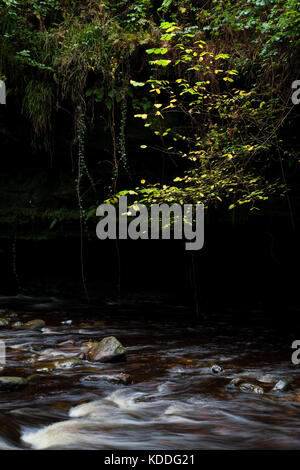 River Gelt flowing through Gelt Woods in Cumbria Stock Photo