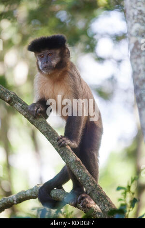 Tufted or brown capuchin monkey (Cebus apella) at Monkeyland Primate Sanctuary, on the 'Garden Route', South Africa.. Stock Photo