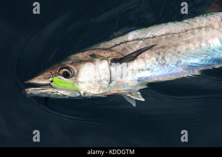 A fisherman with a kingfish or king mackerel caught while fly fishing offshore from Freeport, Texas Stock Photo