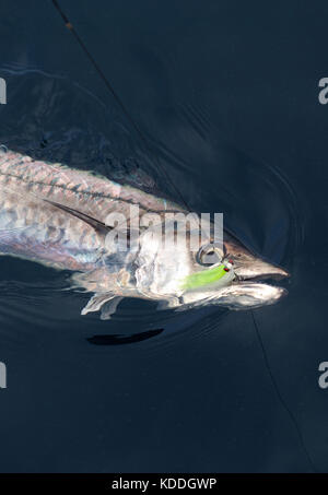 A fisherman with a kingfish or king mackerel caught while fly fishing offshore from Freeport, Texas Stock Photo