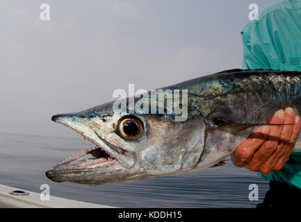 A fisherman with a kingfish or king mackerel caught while fly fishing offshore from Freeport, Texas Stock Photo