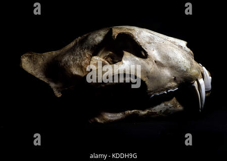 Bengal tiger skull Stock Photo