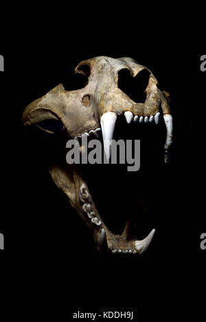 Bengal tiger skull Stock Photo
