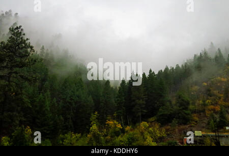 A pine tree forest shrouded by early morning fog Stock Photo - Alamy