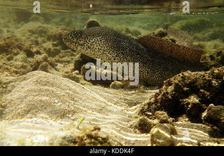 Peppered moray (Gymnothorax pictus) on the prowl on reef flat at low tide, Normanby Island, Frankland Islands group, Great Barrier Reef, Queensland, A Stock Photo