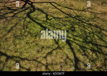 Anderson Park Botanical Gardens, Townsville, Queensland, Australia Stock Photo