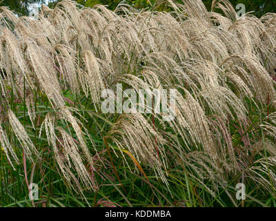 Miscanthus sinensis cascade Chinese silver grass Stock Photo