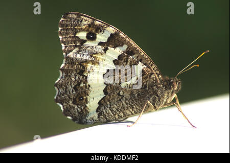 The Great Banded Grayling (Brintesia circe) is a butterfly of the family Nymphalidae. Stock Photo