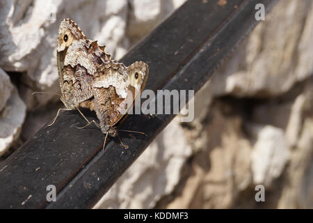 The Great Banded Grayling (Brintesia circe) is a butterfly of the family Nymphalidae. Here two specimen during the reproduction process in summer. Stock Photo