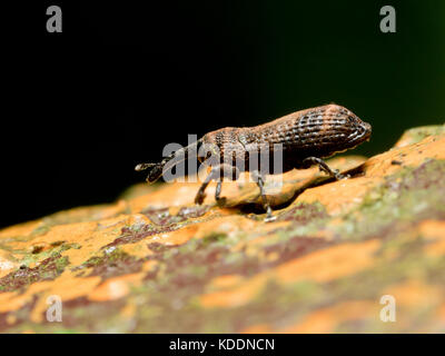 close view of Weevil beetle on ground Stock Photo